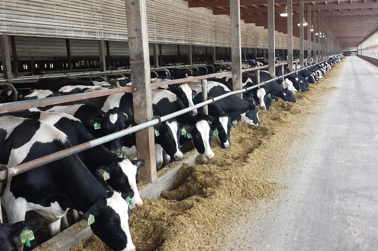 East Dublin, Dairy