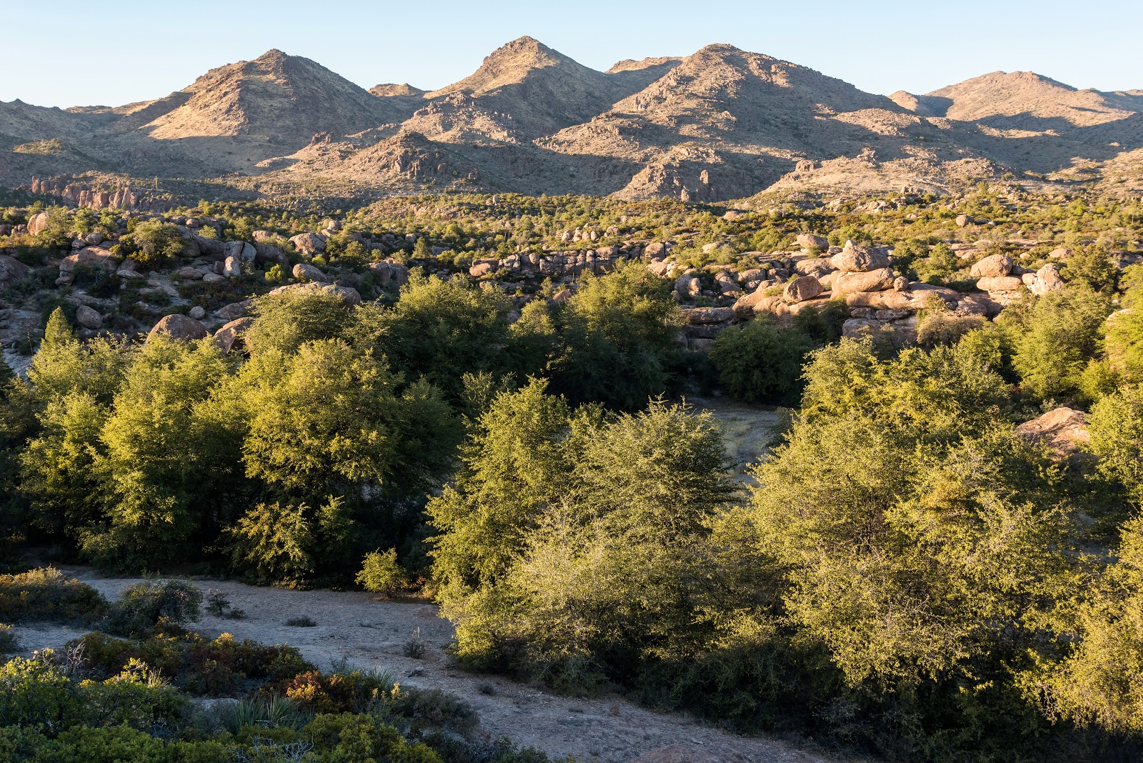 globalsan carlos apache timber in cutter