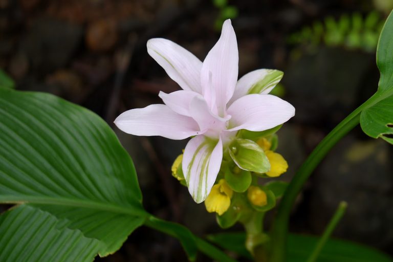 Delicious Turmeric and Its Amazing Healing Powers WhoWhatWhy