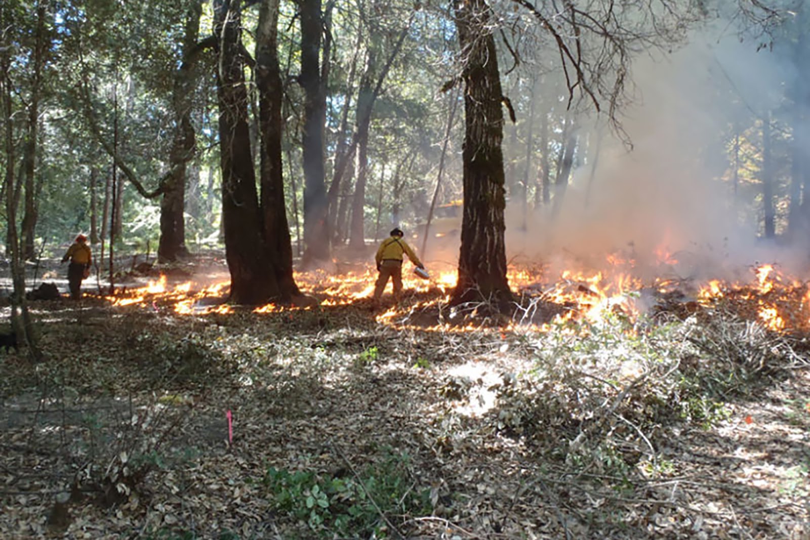 Fire as Medicine: Learning from Native American Fire Stewardship