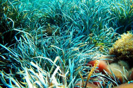 Posidonia seagrass, climate change, natural defense, threatened