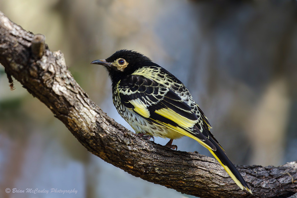 endangered songbirds, regent honeyeater, lost song