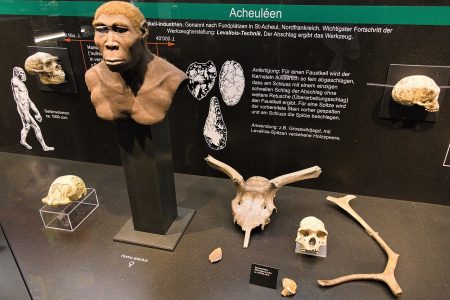 climate change, ancient ancestors, homo erectus, extinction