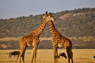 giraffe genome, evolution theories, human hypertension therapy
