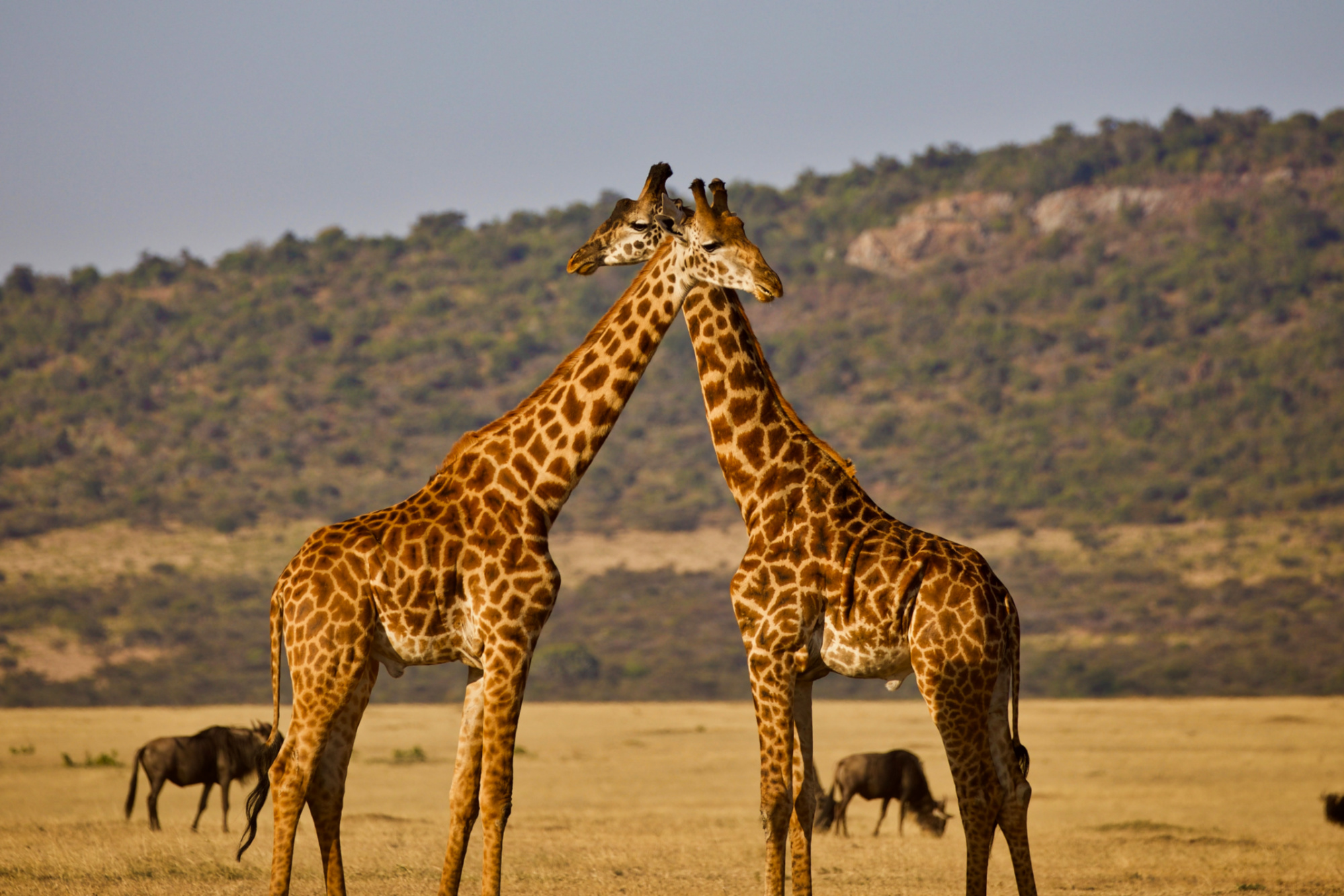giraffe genome, evolution theories, human hypertension therapy