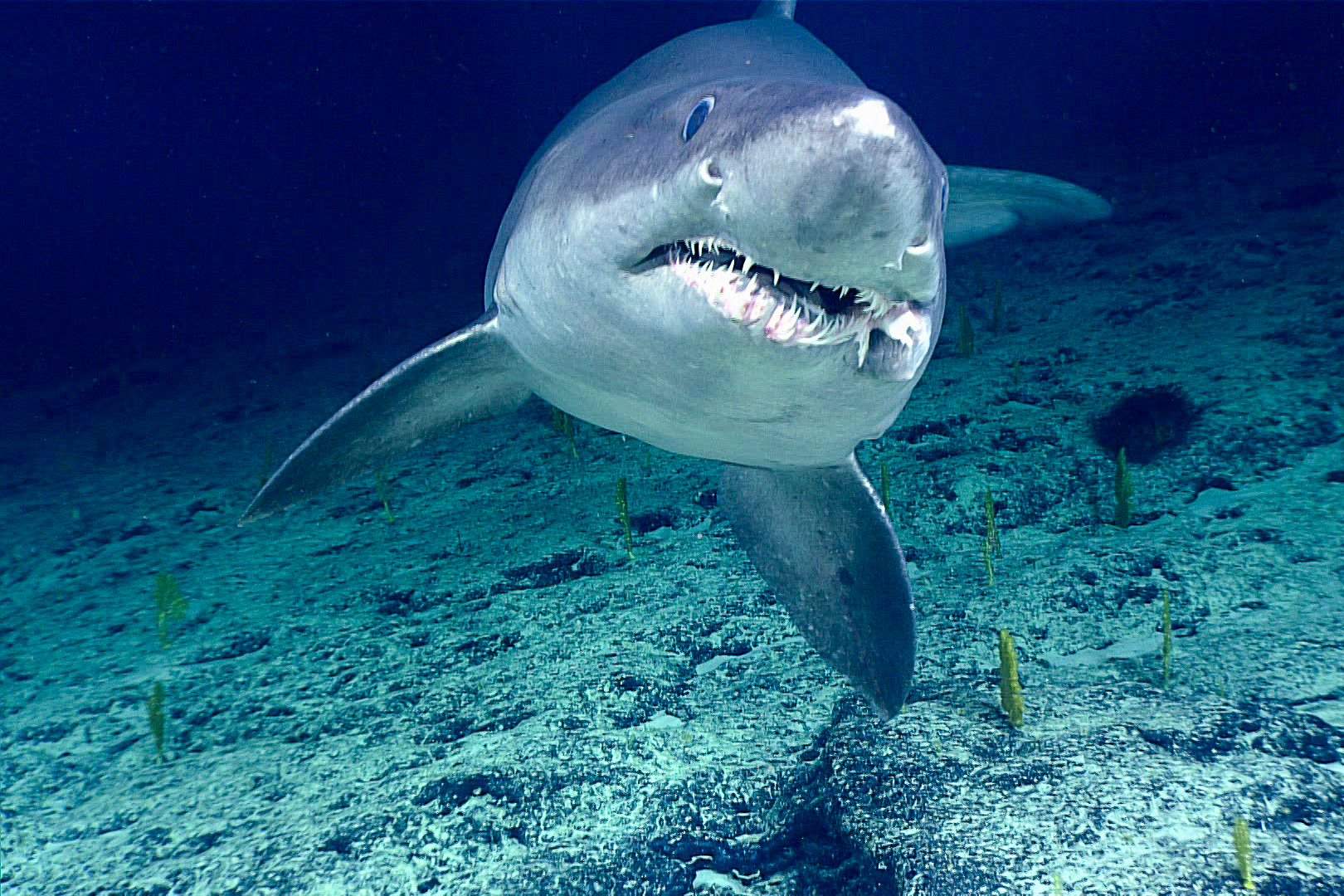sharks, ocean, population decline, extinction