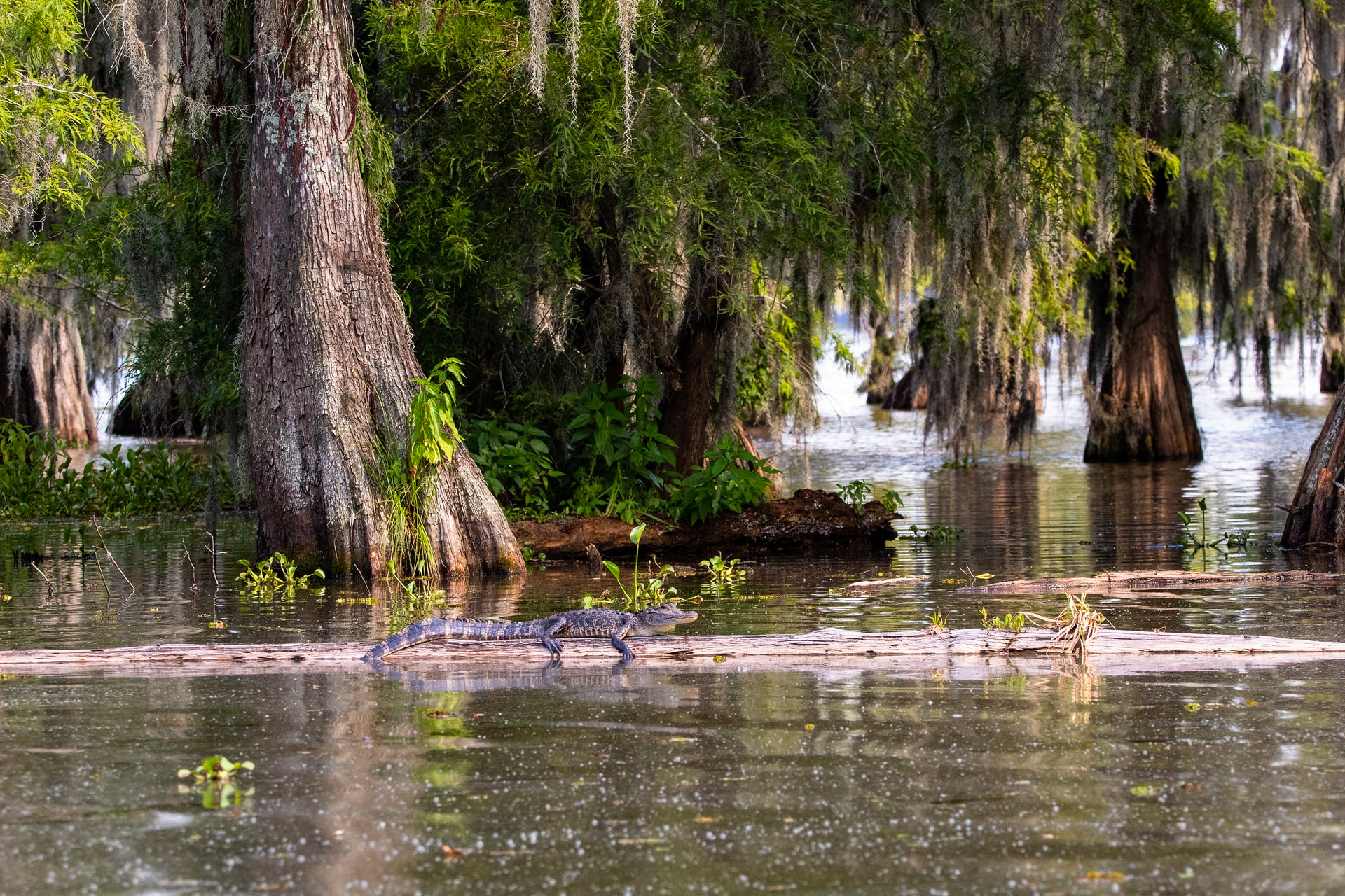 Mississippi River, rerouting, coastal erosion, ecosystem engineering