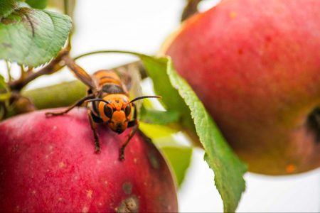murder hornets, Washington State, nest destroyed, honeybee threat