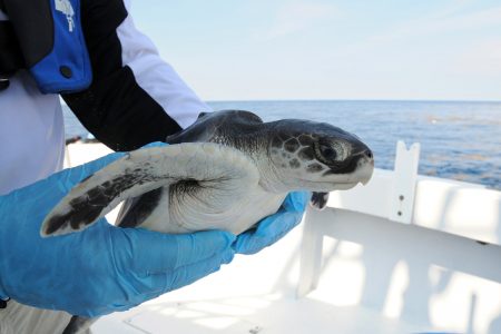 Kemp's ridley sea turtles, endangered, air rescue, Cape Cod, New Orleans