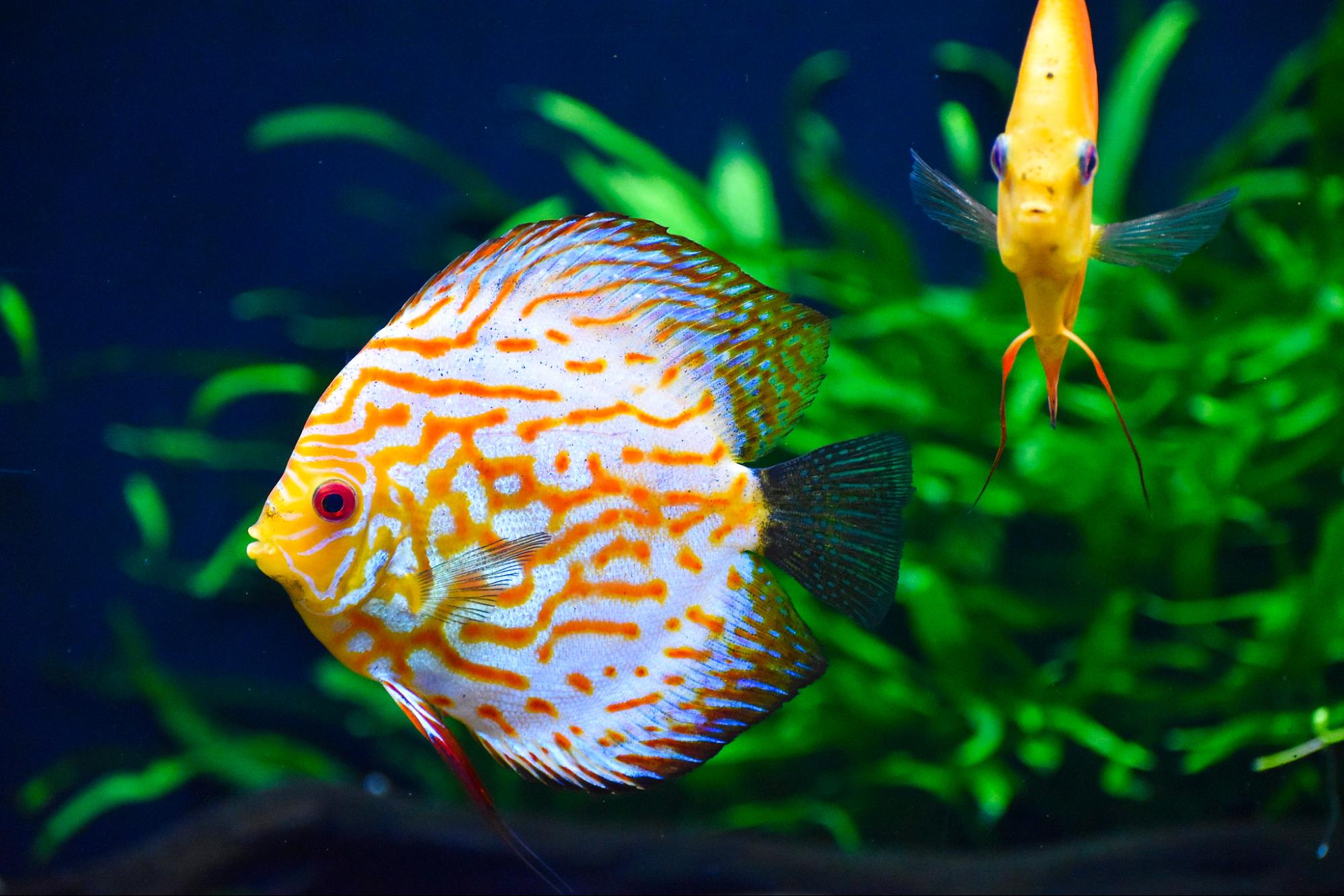 freshwater fish, at risk, extinction, study