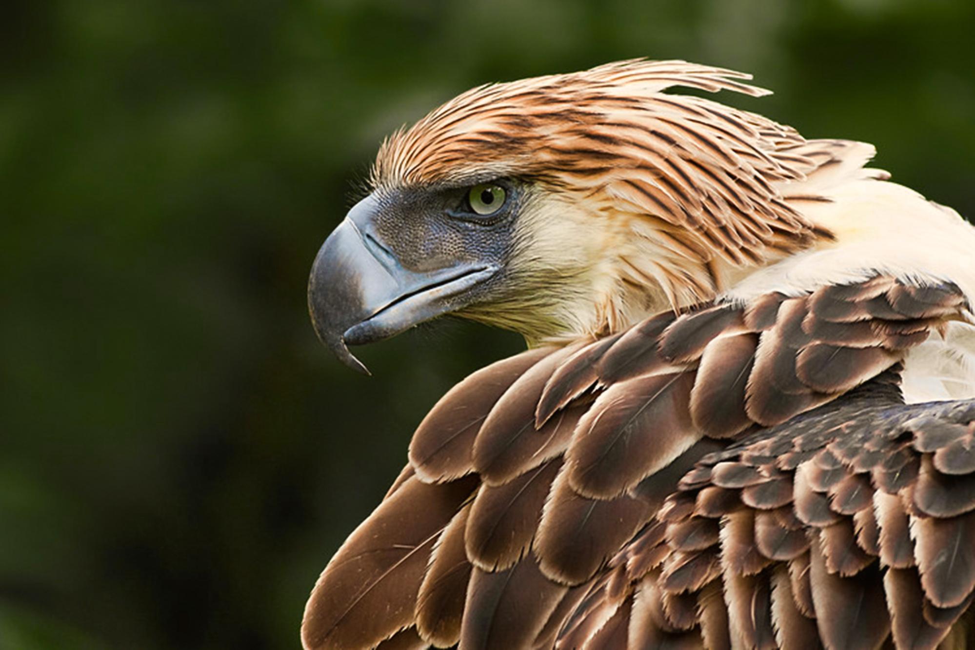 biodiversity, pandemics, protecting land and animals