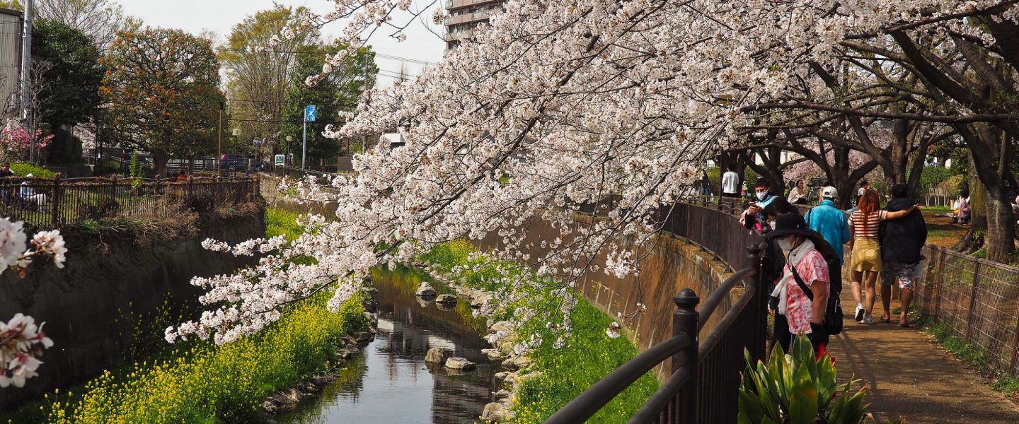 cherry blossoms, Japan, climate change, earliest bloom
