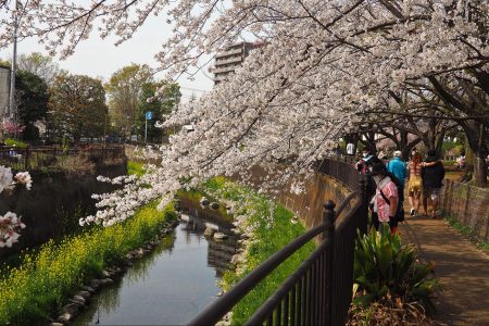 cherry blossoms, Japan, climate change, earliest bloom