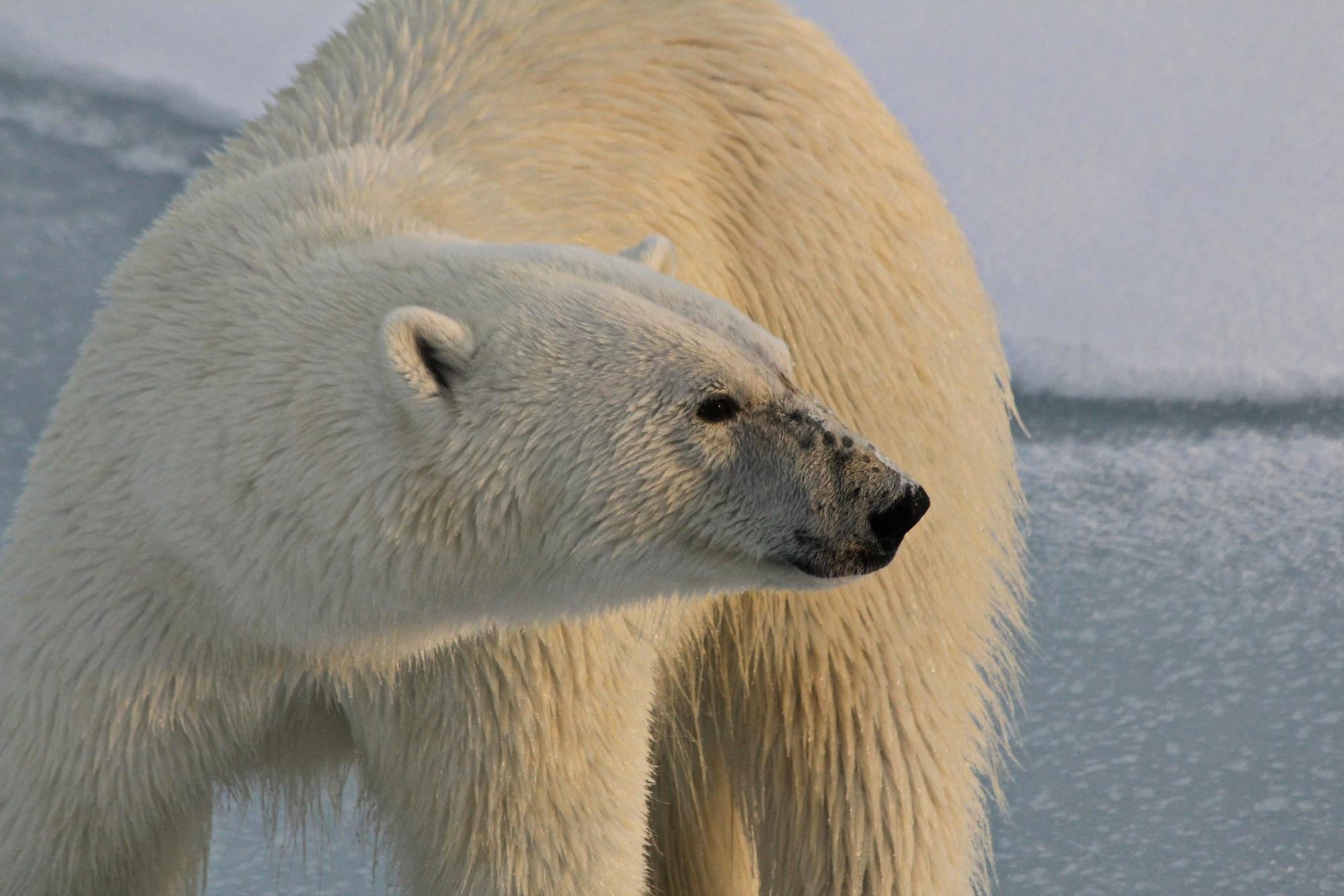 climate change, polar bears, extinction, Antarctica