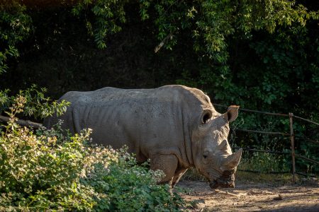 white rhinos, conservation, extinction threat, embryo production