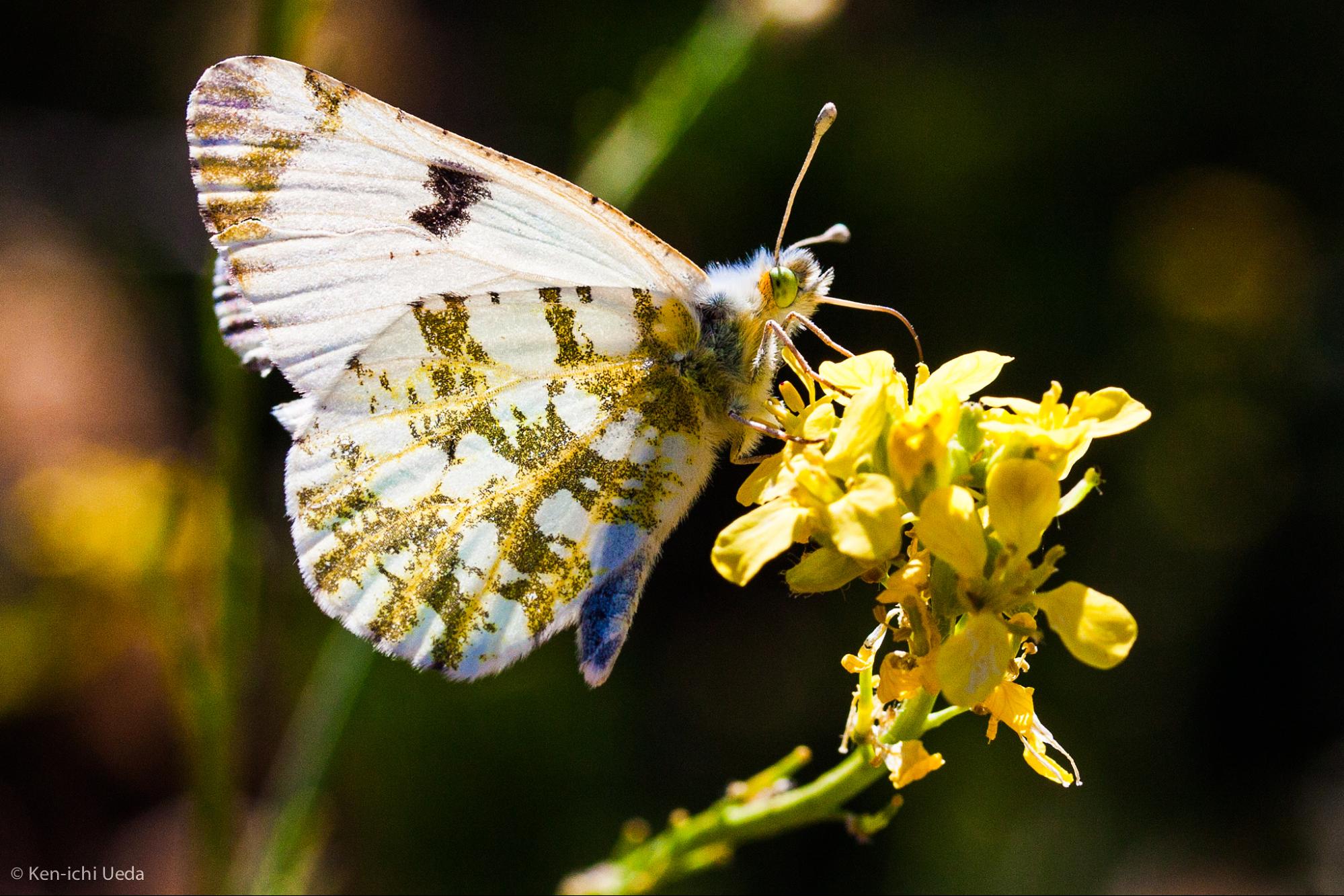 insects, decline, planet, food supply, saving