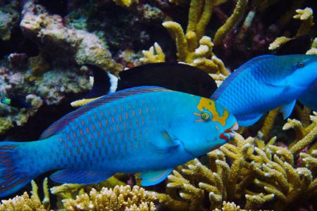 US coral reefs, study, climate change, decline