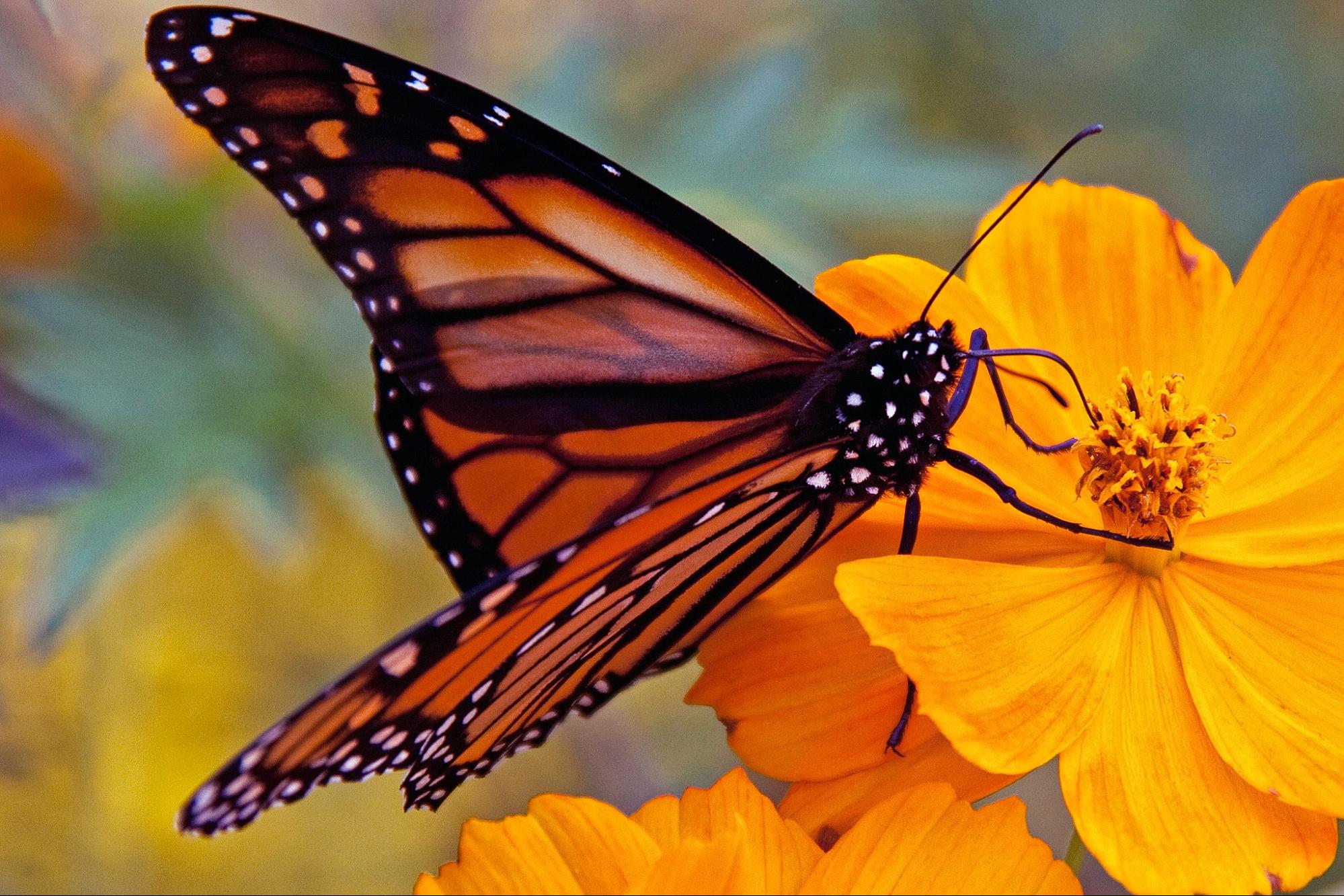 monarch butterfly, threatened species designation, climate change, drop offThe authors write, “Trump administration officials are expected to say this week whether the monarch butterfly, a colorful and familiar backyard visitor now caught in a global extinction crisis, should receive federal designation as a threatened species. Stepped-up use of farm herbicides, climate change and destruction of milkweed plants on which they depend have caused a massive decline of the orange-and-black butterflies.” Photo credit: Tony Hisgett / Wikimedia (CC BY 2.0)