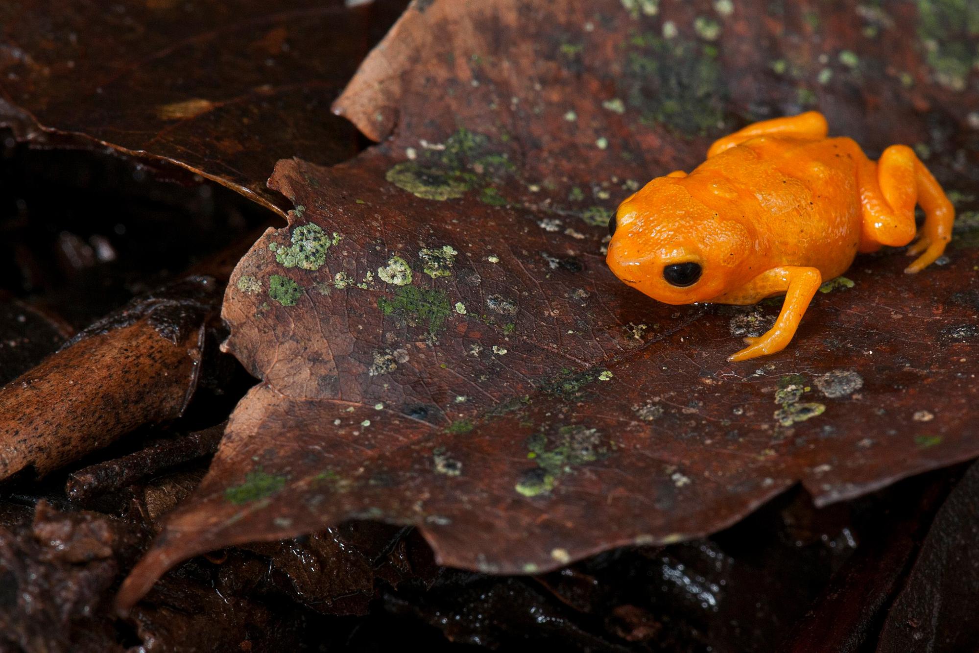 New Glow In The Dark Pumpkin Toadlet Species Found In Brazil Whowhatwhy 