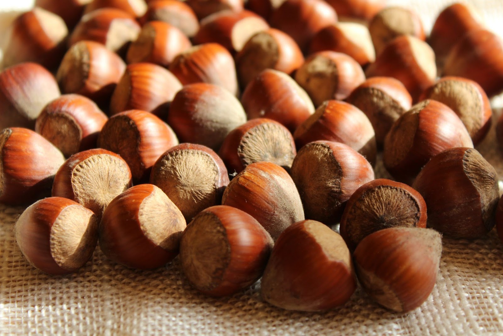 Nuts About Agroforestry: Can Hazelnuts Transform Farming?