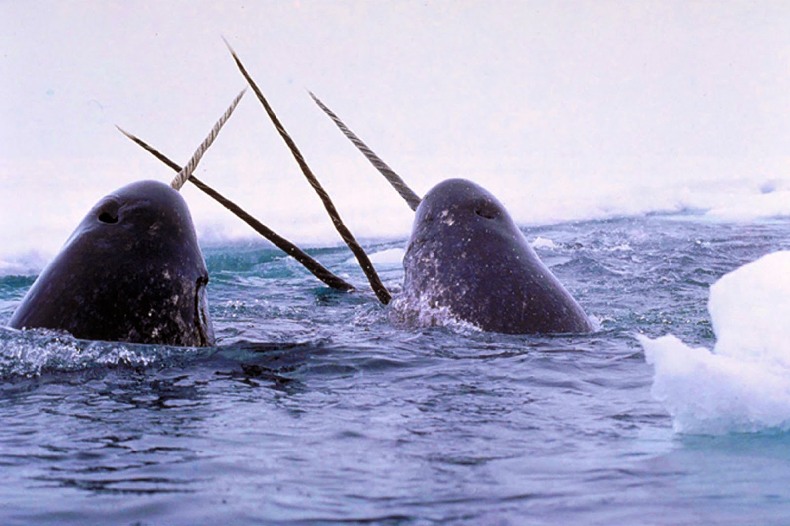 Narwhal Tusks Record Changes in the Marine Arctic
