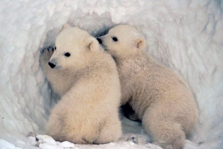 Polar bear, cubs, den