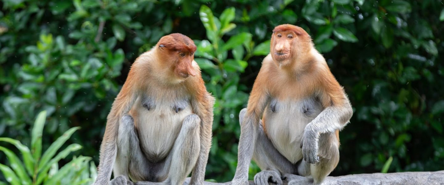 Proboscis monkeys, Malaysia