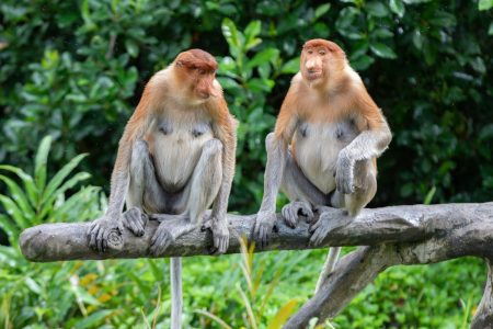 Proboscis monkeys, Malaysia