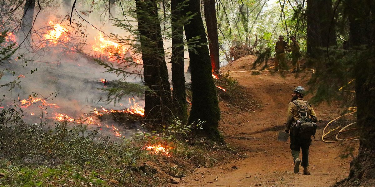 zombie forest fires fires, climate change, new study, monitoring