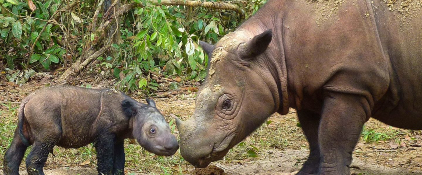 endangered Sumatran rhinos, genetic study, good news, genetic diversity