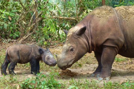 endangered Sumatran rhinos, genetic study, good news, genetic diversity