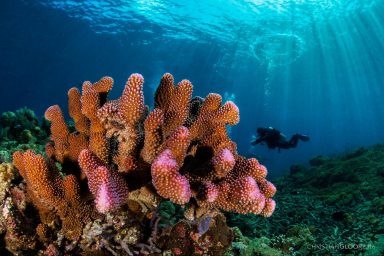 coral reef damage, restoration technology, climate change