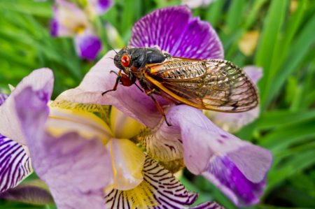 cicadas, Brood X, imminent emergence, 15 states, natural phenomenon