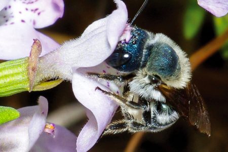 calamintha bee, rare species, new locations, pollination, endangered plants
