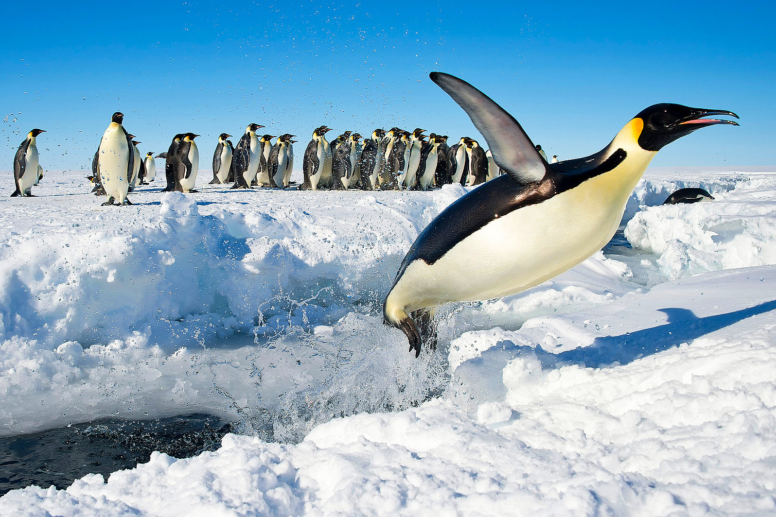 World Oceans Day, fifth ocean, Southern Ocean, antarctica, climate change