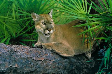 Florida, wildlife corridor, new legislation, environmental protection