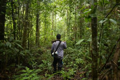 Amazon jungle, deforestation, technology, saving trees, indigenous people
