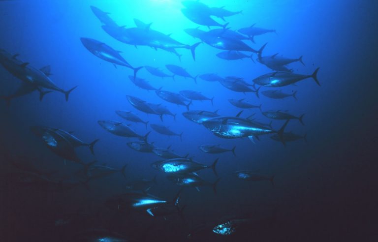 Bluefin tuna, Farallones