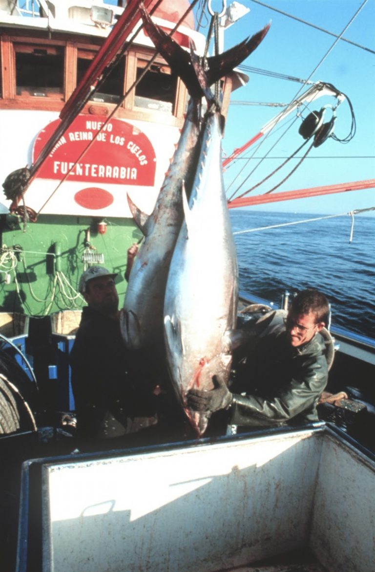 Deep Sea commercial tuna fishing
