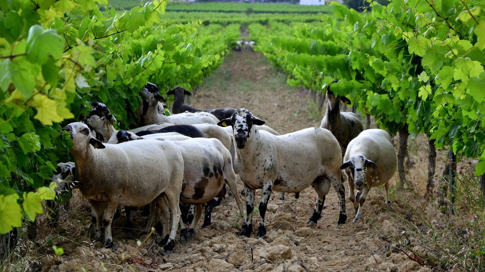 spanish-farmers-fight-forest-fires-with-agroforestry-and-many-sheep