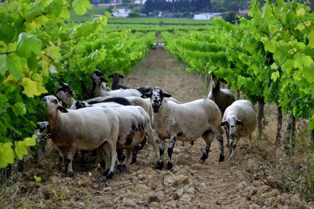 Sheep grazing, vineyards, Catalonia