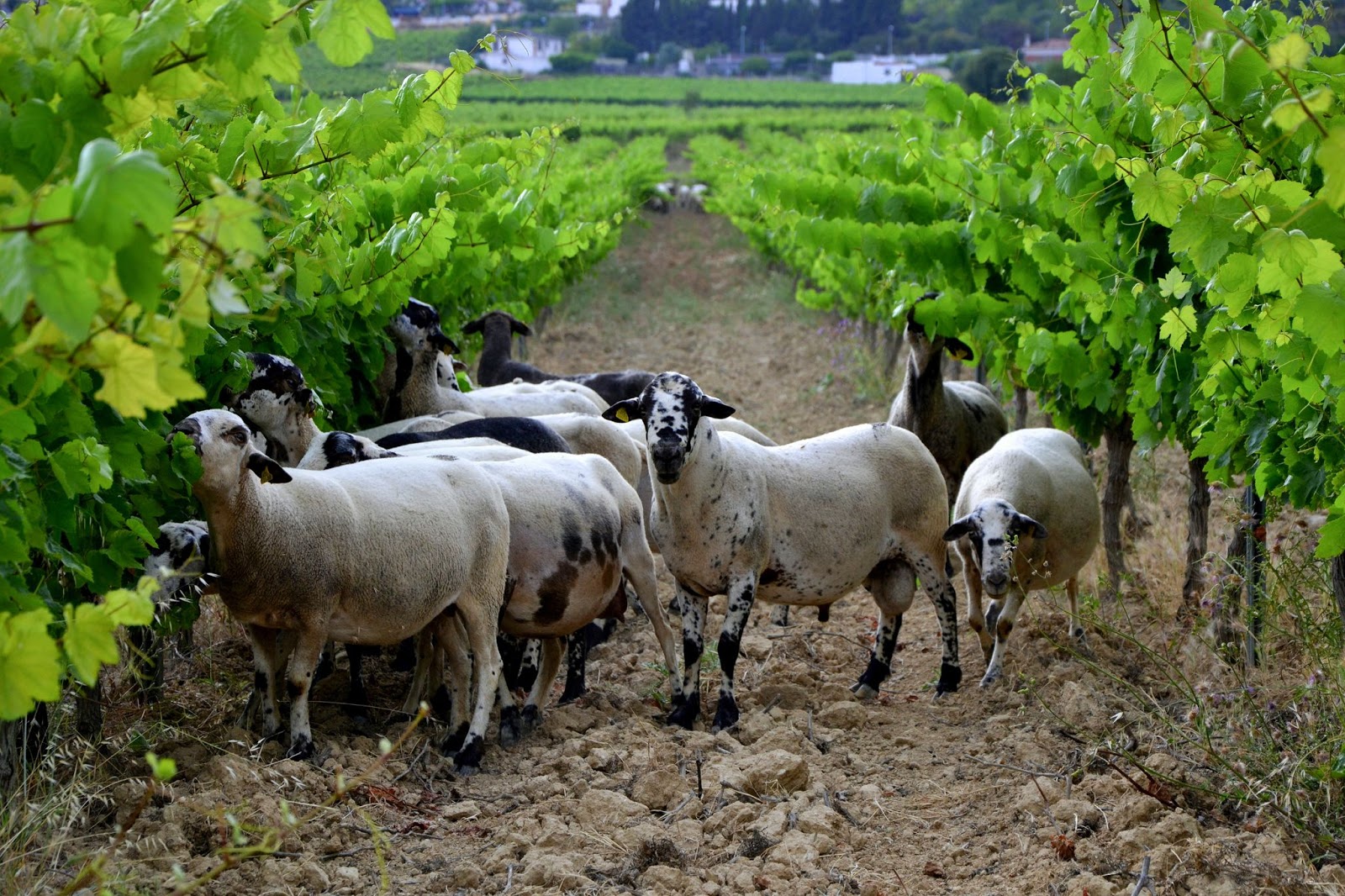 Spanish Farmers Fight Forest Fires With Agroforestry (and Many Sheep)
