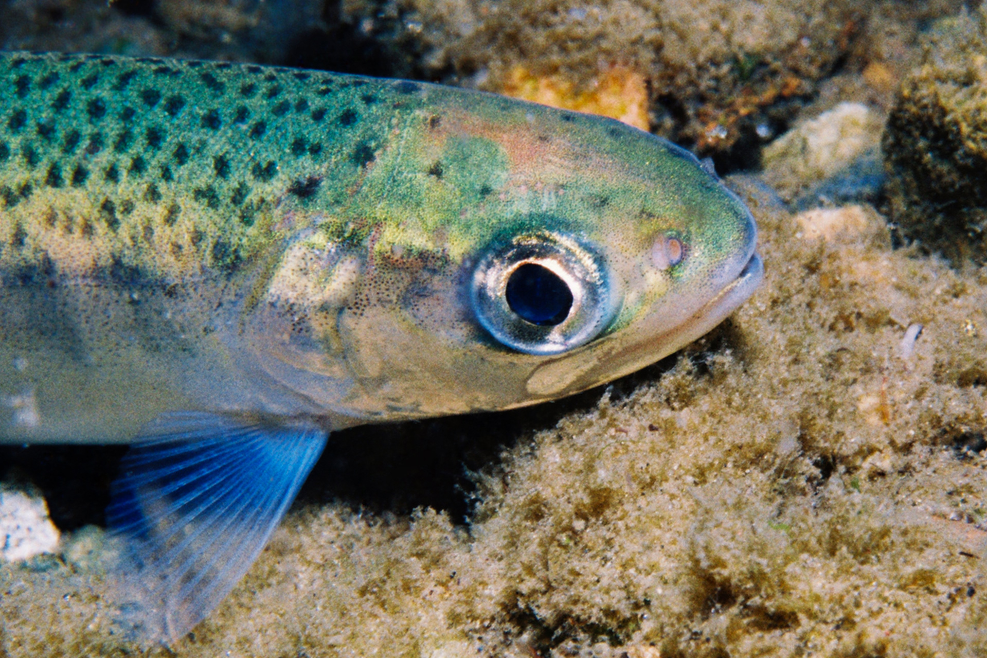 lake trout, research, gene mapping, boosting population, Great Lakesv