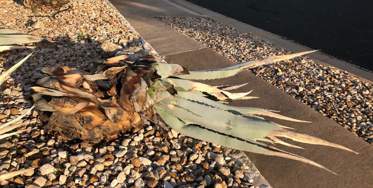 Dead agave plant.