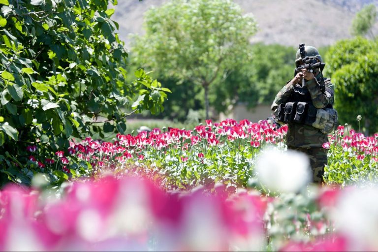 Afghan, commando, poppy field, Khugyani