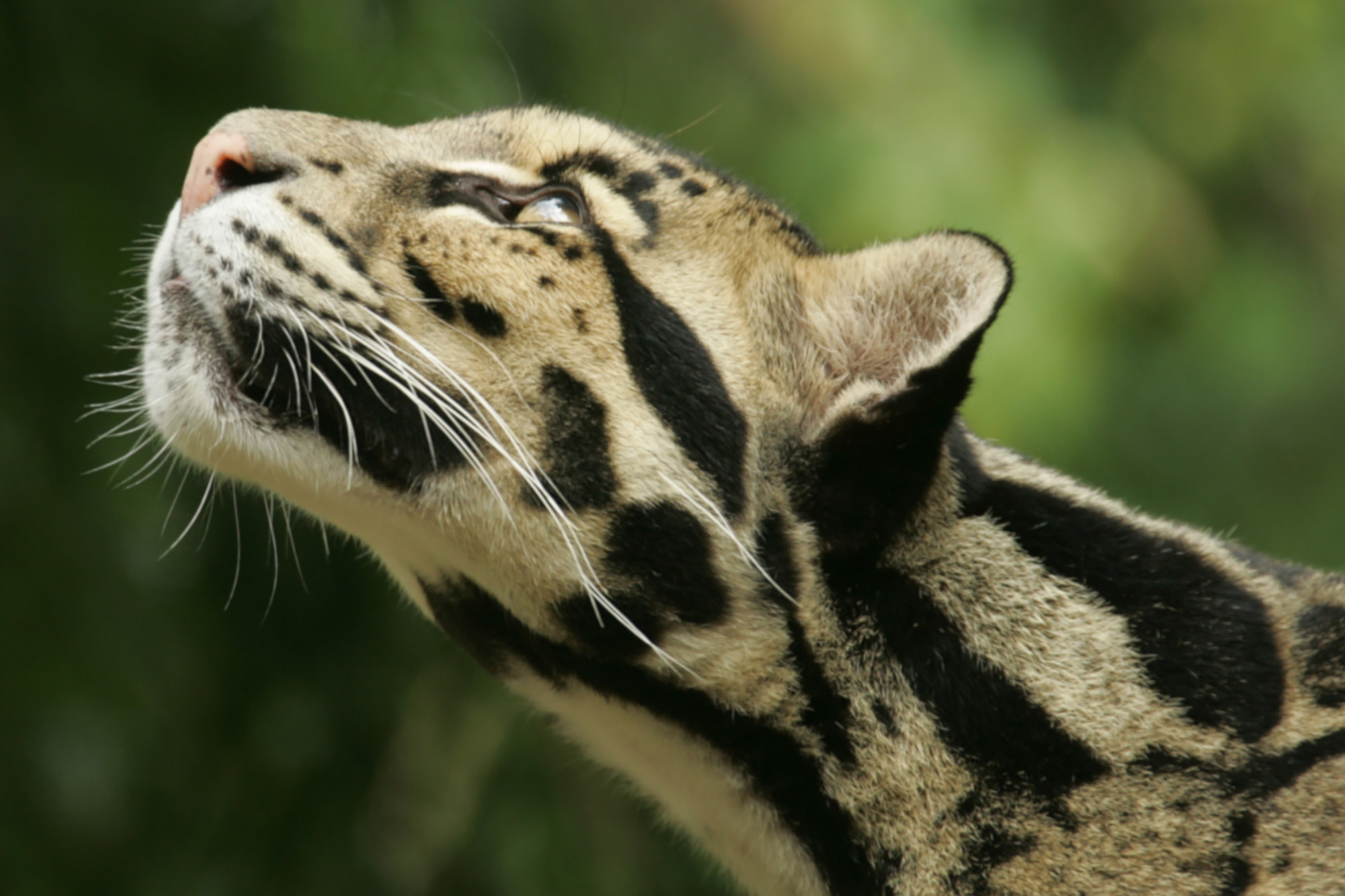 Sunda Clouded Leopard, the Ethereal and Declining ‘Tree Tiger’