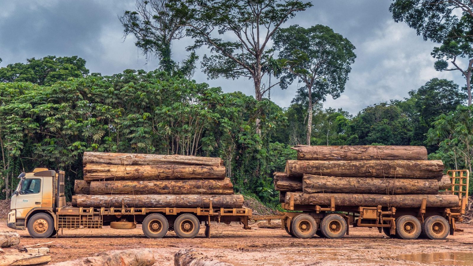 Illegal Logging Reaches Amazon’s Untouched Core WhoWhatWhy