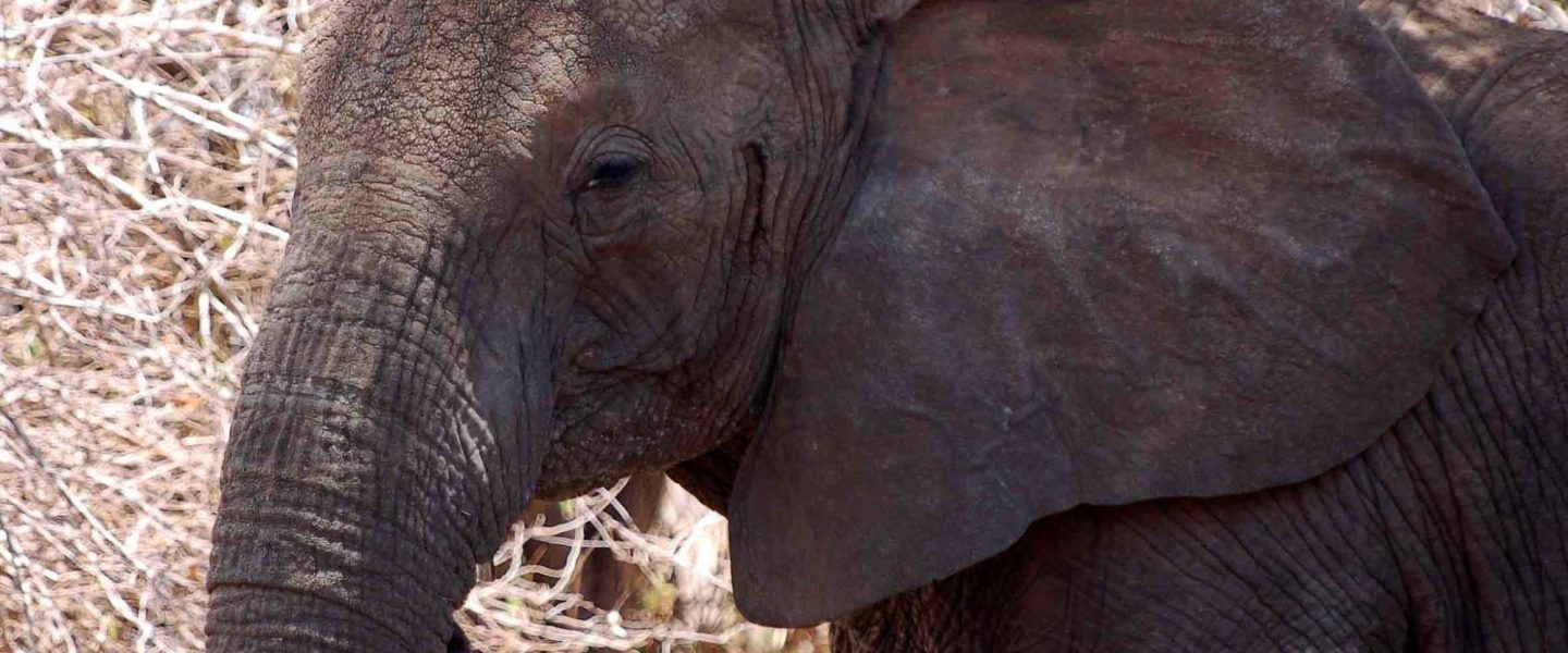 tuskless elephants, rapid evolution, Africa, ivory trade
