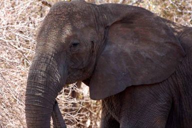 tuskless elephants, rapid evolution, Africa, ivory trade