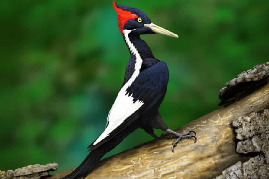 US to Declare Ivory-Billed Woodpecker and 22 Other Species Extinct